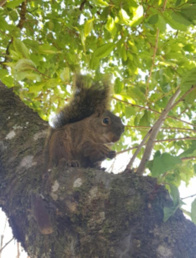 Pousada Canto Do Sabia Ξενοδοχείο Monte Verde  Εξωτερικό φωτογραφία